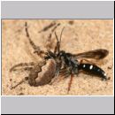 Episyron rufipes - Wegwespe w20 beim Nesteintrag mit einer Spinne.jpg